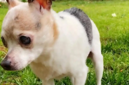 全球最年长的狗去世 终年22岁