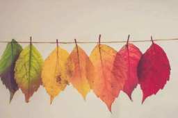 一中学收学生20元树叶费 教育局回应