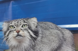 网红兔狲“狲思邈”意外死亡