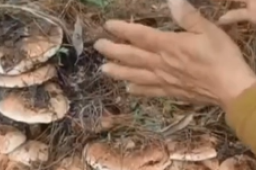 村民山中捡到13公斤超大松茸菌群