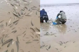 鄱阳湖上万斤鱼搁浅 20多人自费转运