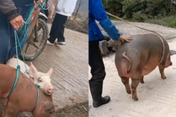 奖励优秀生的小猪养9月后卖4000元