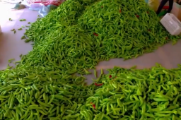 山东一村8090后全部回村就业