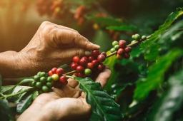 中国99%咖啡产自云南