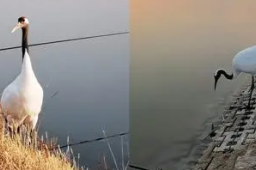 男子钓鱼偶遇丹顶鹤“蹭饭”