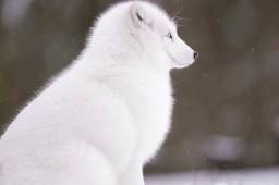 南京一市民在路边捡到北极狐