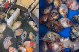 电插排掉进鱼缸 26条金鱼被煮熟