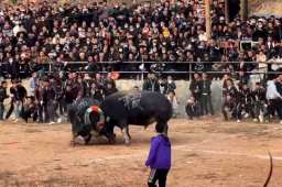 贵州农村斗牛引8万村民围观