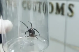 厦门海关截获1只活体黑寡妇