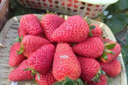 草莓上市部分品种近200元一斤