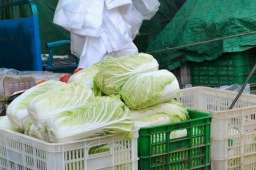 河南农民称菜烂地里降价70％卖不掉