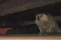 山东一感染者白天救狗晚上卖狗