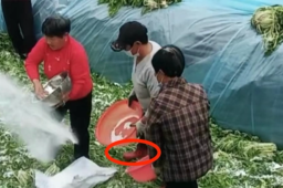 安徽一地村民腌制酸菜时穿鞋踩踏