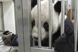 大陆赠台大熊猫“团团”离世