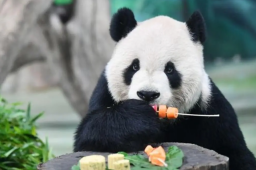 台北动物园谈团团遗体处置