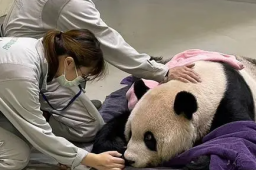 大熊猫“团团”已完成解剖