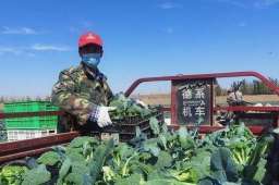 万吨蔬菜滞销 客户来不了供应链断裂