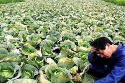 媒体：河南万吨蔬菜滞销 谁来担责？