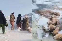 网传阿勒泰牧民的牛羊暴雪中饿死