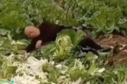 大叔因500斤白菜卖30元痛哭系摆拍