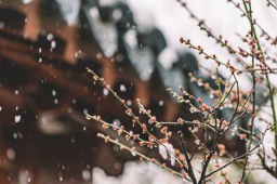 大雪节气谁是真正下雪王