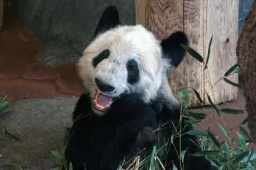 美国动物园将归还大熊猫丫丫和乐乐
