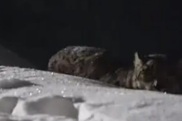 新疆雪豹夜闯滑雪场 当地负责人回应