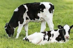 真到了倒奶杀牛的时候？业内这么说