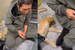 男子带小狗回家过年在火车上打地铺