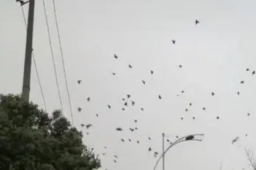 成都现飞鸟撞树现象 网友疑灾害前兆