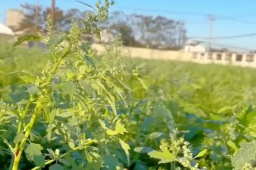 上海掀起租地种菜热：1500元一年