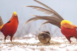 2只火凤凰为了求偶上演风骚走位