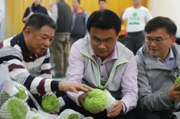 台湾几千吨凤梨释迦滞销