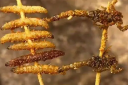 女子丽江60元买2串烧烤仅6只虫