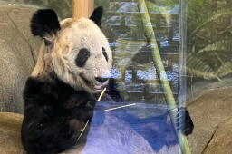 网友呼吁接回旅美大熊猫丫丫