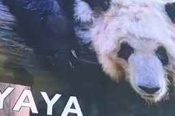 丫丫现身纽约时代广场大屏幕