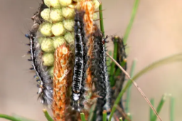 地震后松毛虫大规模入侵土耳其