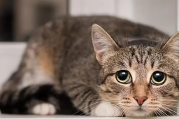 澳大利亚将对猫实行宵禁