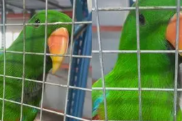 辽宁一动物园鹦鹉满嘴东北味