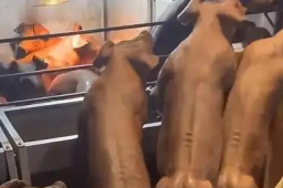 云南“健身猪”走红一头最高卖8万