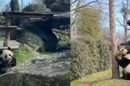 网友突击式检查世界各地大熊猫