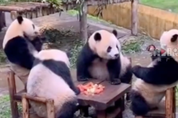 四只大熊猫凑一桌像在打麻将