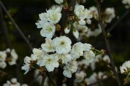 浙江选育出了“螺蛳粉”樱花