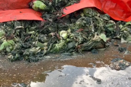 知名橄榄菜企业生产环境触目惊心