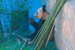 丫丫最新视频：抓起竹子就开啃