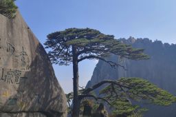 为保护迎客松不让买木头？黄山回应