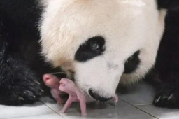 旅韩大熊猫爱宝诞下双胞胎