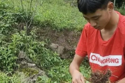 凉山小伙考上北大 录取前还在干农活