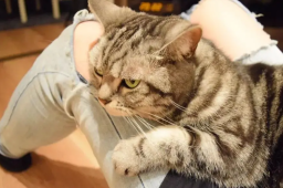 养猫人不适合穿破洞裤