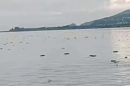 昆明回应滇池鱼群死亡：抢水致缺氧